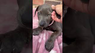 Video preview image #1 Mutt Puppy For Sale in Goodyear, AZ, USA