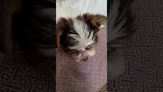 Video preview image #1 Mutt Puppy For Sale in Boca Raton, FL, USA