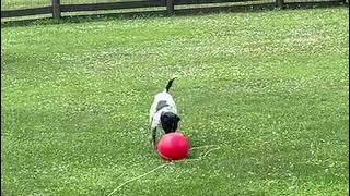 Video preview image #1 Mutt Puppy For Sale in Garden City, NY, USA