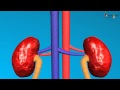 Science - Human excretory system - 3D animation ...