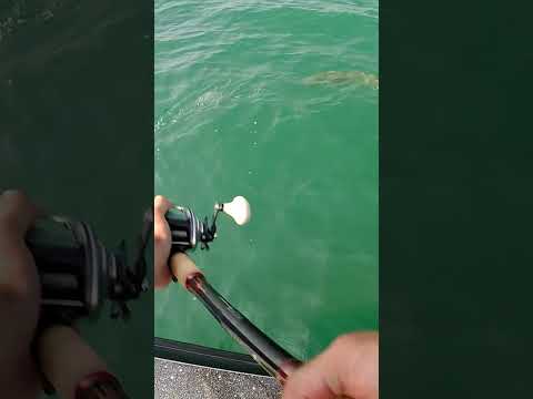 INCREDIBLE FIGURE 8 STRIKE!! - Great Lakes Musky #shorts #musky