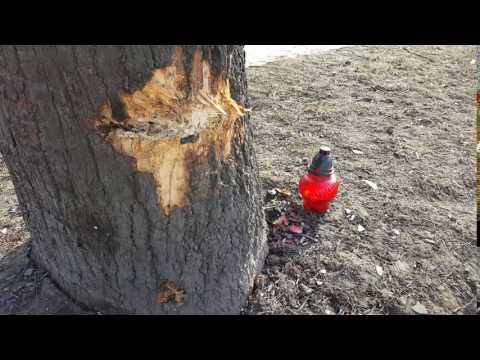 Znicz przy drzewie, na którym rozbiła się limuzyna z premier Szydło