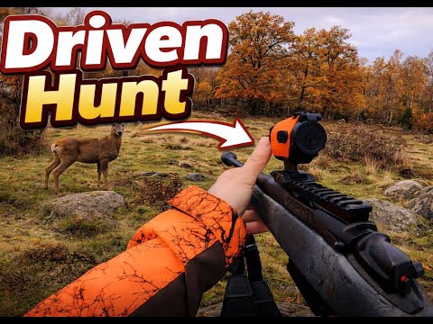 Driven hunt in Sweden!