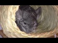 Chinchilla Enjoys Tears into his New Home