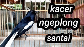 Download lagu kacer ngeplong Santai sangat cocok buat pancingan kacer trotolan/ mh mp3