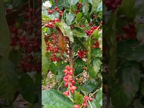 Café Parainema del buen amigoFredy Aguilar Rodeo pInal Gracias Lempira Hondura Agroturismo Paradise