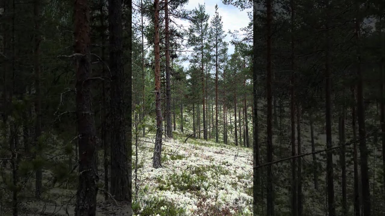 Tomt på Näverbäcksvägen Kringelfjorden Älvdalens kommun - video