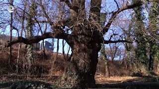 Вековно дърво прави компания на "Герганина чешма" в местността "Изворът на Белоногата"
