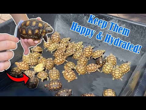 How to Bathe / Soak Your Tortoise and Keep Them Well Hydrated!
