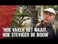 Zomerstorm zorgt voor onrustig nachtje bij bomenliefhebber