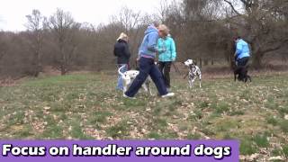 Henry - Belgian Malinois x Dutch Herder - 2 Week Residential Dog Training - barking at dogs