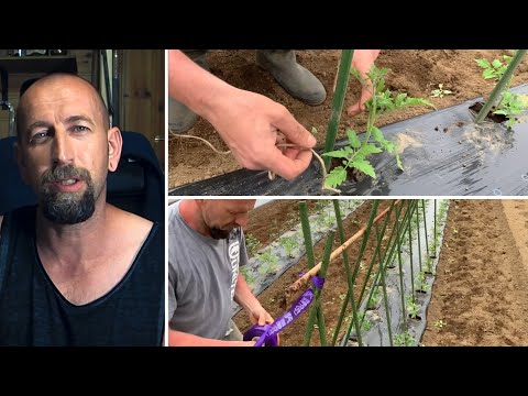 paraziták a paradicsom levelein paraziták elleni gyógyszerek vélemények