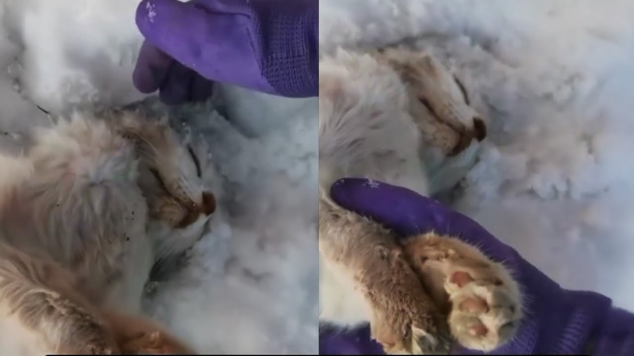 Man Saves a Frozen Bobcat, But When It Wakes Up, the Bobcat Does Something Unbelievable