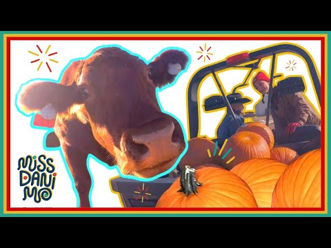 Giving Pumpkins to Cows On Grandpa's Farm! | Miss Dani Mo