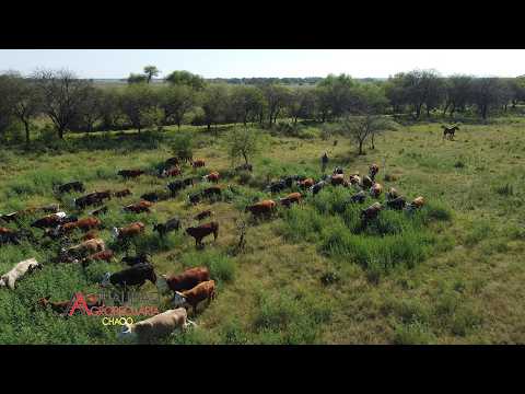 Ganadería - Establecimiento San Juan - Santa Sylvina Provincia del Chaco - primera parte.