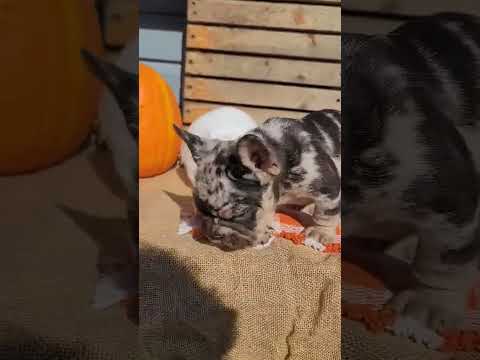 Video 1