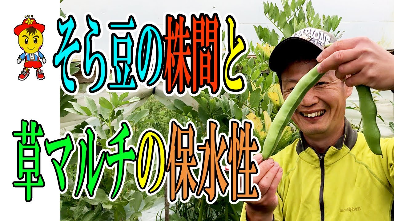 草マルチの効果とそら豆密植実験