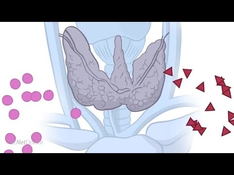 Schilddrüsenunterfunktion: Was ist eine Hypothyreose? - NetDoktor.de