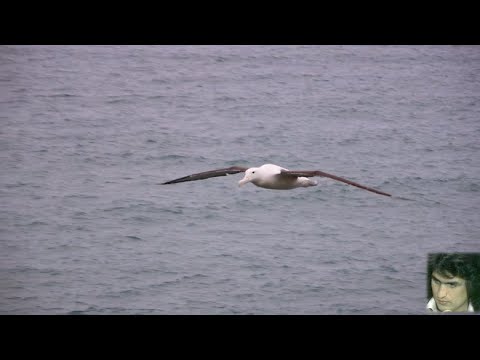 Toto Cutugno (Albatros) – L'albatros (1976) - stereo