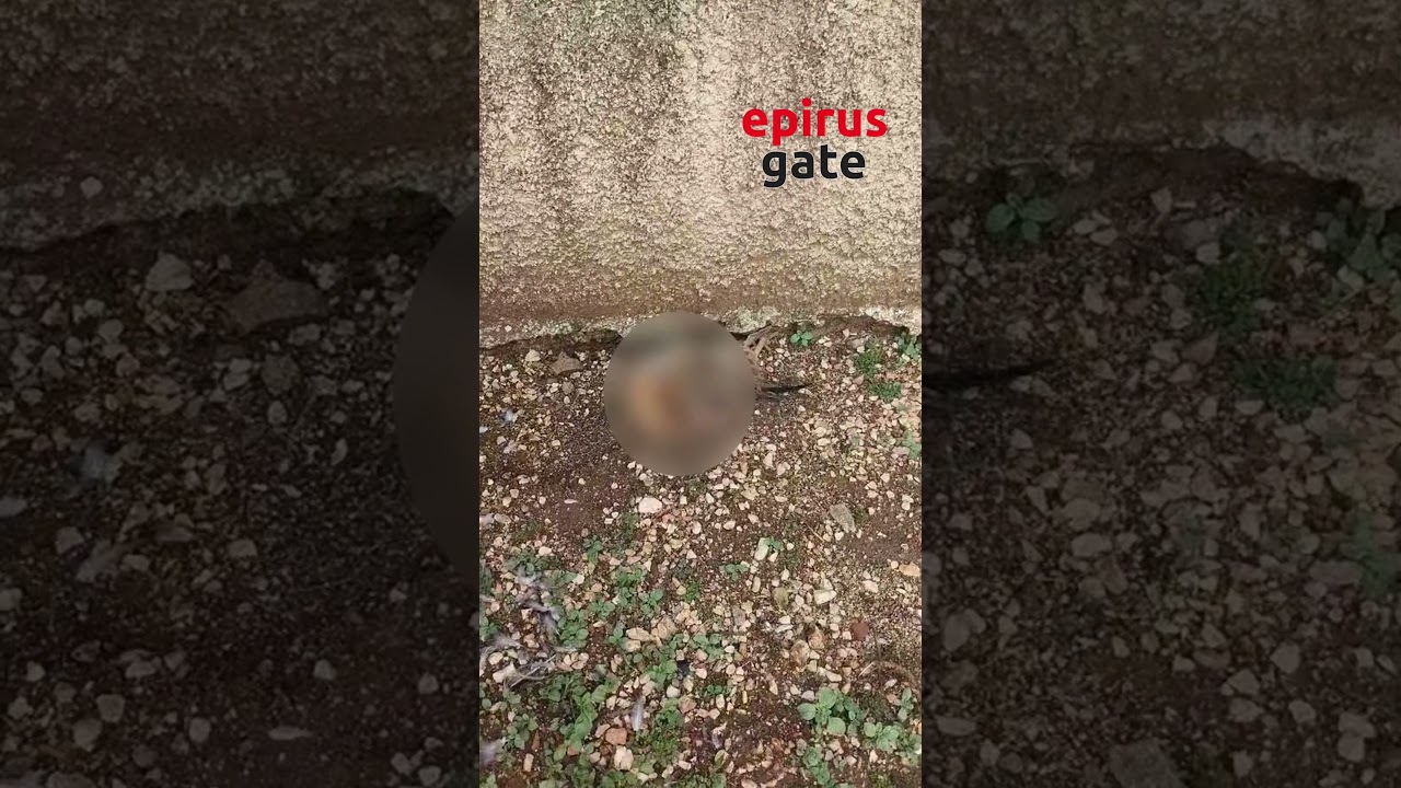 Σε απόγνωση οι κάτοικοι στον κάμπο Πεδινής Ιωαννίνων: Άγρια ζώα αφανίζουν κοτέτσια και περιουσίες