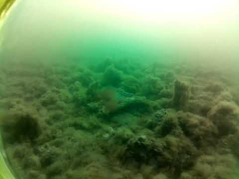 Stony Point CuttleCam by AusOcean 04/07/2023