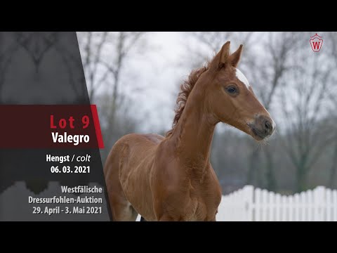 Westfälische Dressurfohlen-Auktion Lot 9 Valegro  HF v. V- Plus - Scuderia