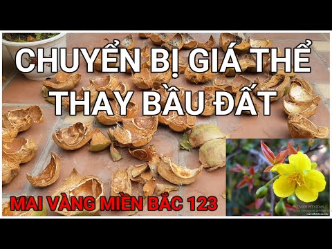 🔴 QBS2139 - CHUYỂN BỊ GIÁ THỂ THAY CHẤT TRỒNG CHO CÂY MAI VÀNG || GIÁ THỂ TRỒNG MAI VÀNG