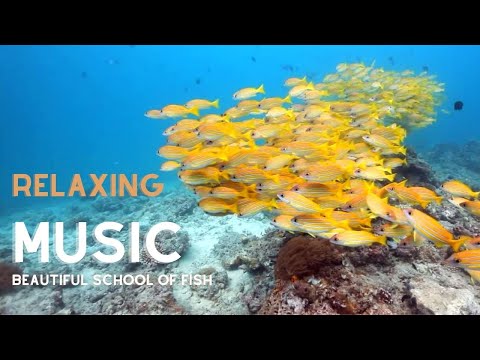 🟣NATURE’S MOST BEAUTIFUL SCHOOL OF FISH SWIM + RELAXING MUSIC | AQUATIC SOUNDS
