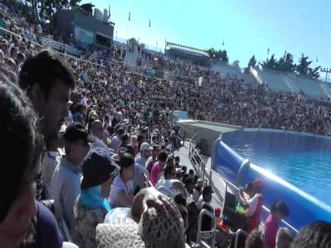Shamu killer whale Show Sea World San Diego - 2