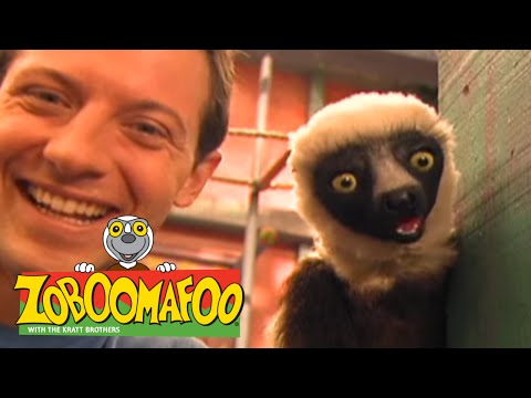 Zoboomafoo 131 - Funny Faces (Full Episode)