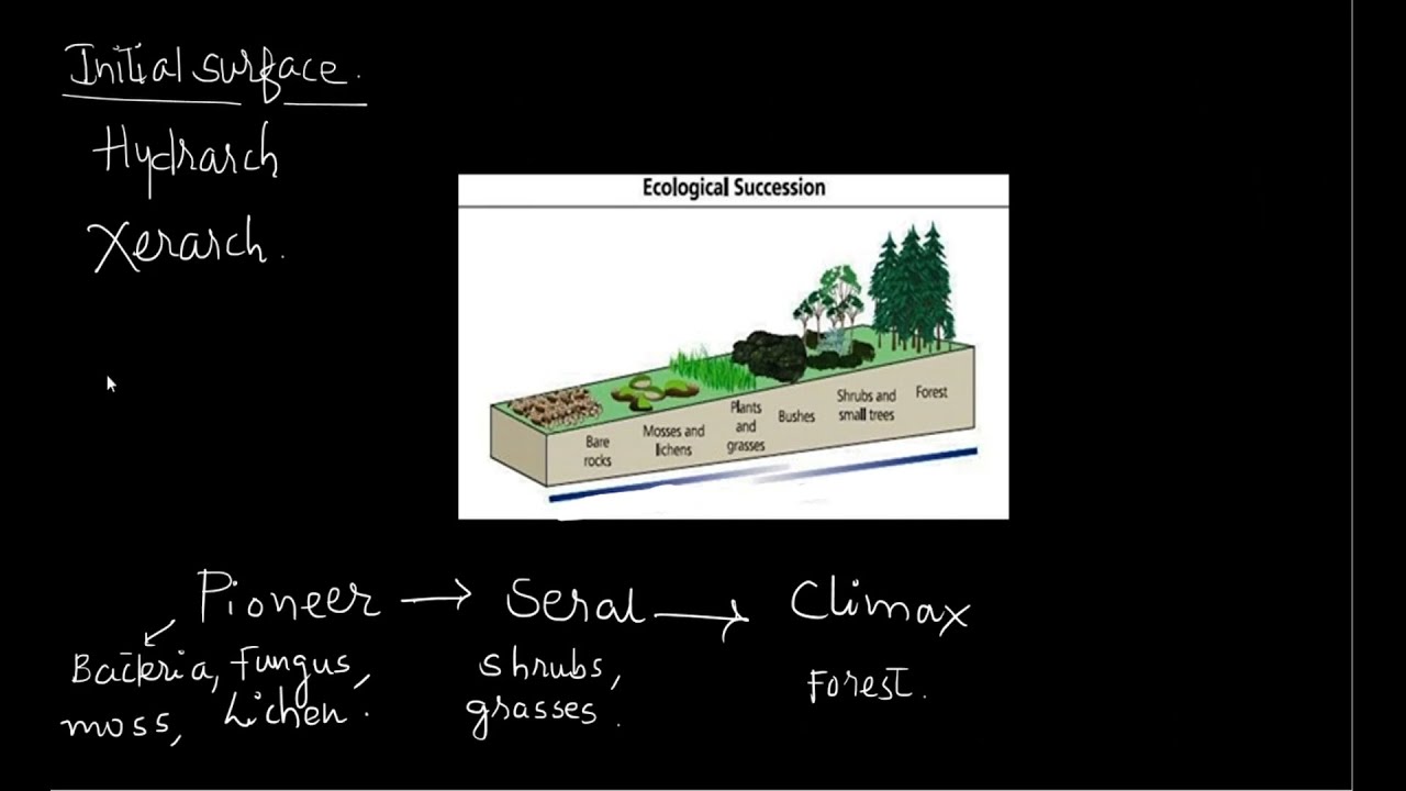 ECOLOGICAL SUCCESSION - Primary, Secondary, Autogenic, Allogenic | UPSC | PCS| ENVIRONMENT