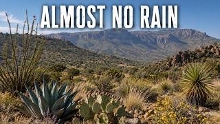 42 Plants That Survive the Texas Desert