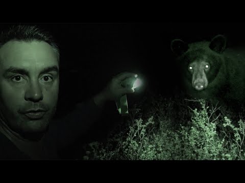 A BEAR WAKES ME UP IN MY TENT - Cyril Chauquet