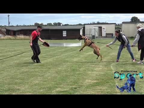 Protection Sport by Martin Bibelge - Junghundaufbau Diensthund
