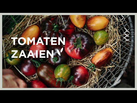 , title : 'Tomaten zaaien doe je zo | Hoe ga je van start en welke variëteiten zaai ik?'