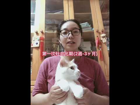猫のライフサイクル