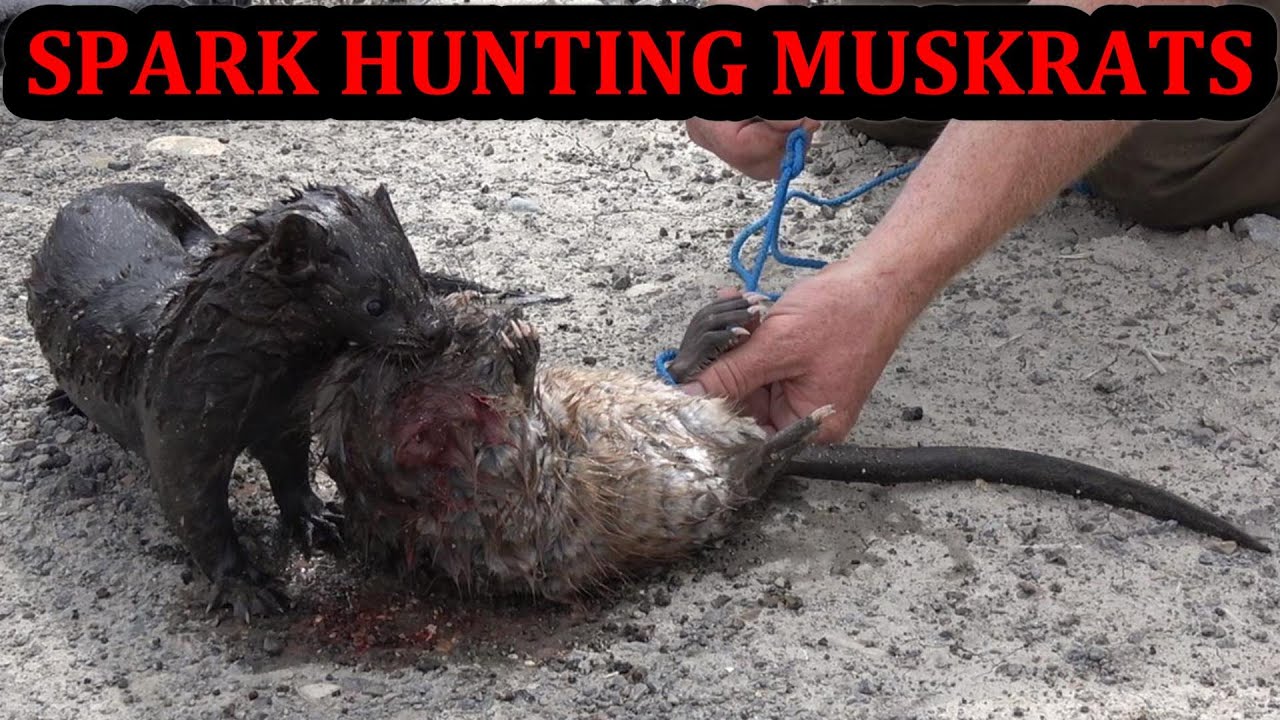Spark the Mink Gets a Double Hunting Muskrats