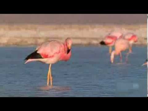 Pink Flamingos Dancing to Michael Jackson