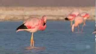 Pink Flamingos Dancing to Michael Jackson