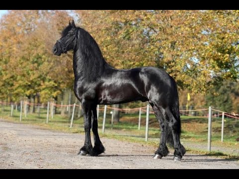 KFPS stamboekhengst Faust 523