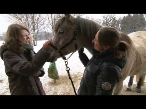 Tierkommunikation live mit Pferd & Hund - Tierkommunikatorin Sabrina Hinneberg www.rederaum.com