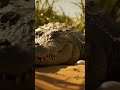 CrocodileDocumentary AncientPredator LivingFossil NationalGeographicStyle