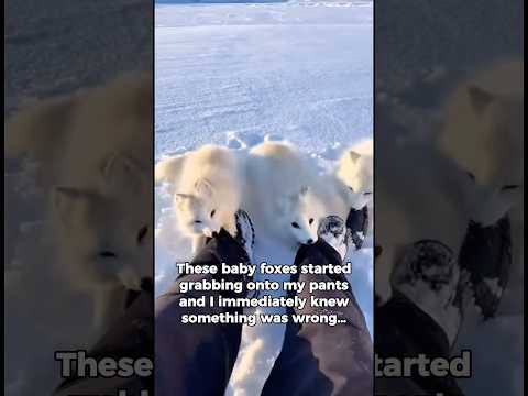 Baby Foxes Kidnapped Me… Then I Found Out Why 😭