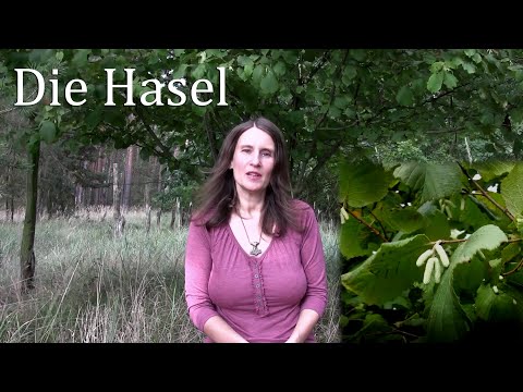 Die Hasel und ihre besonderen Kräfte