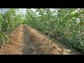 Rapinya Kebun Anggur Profesional
