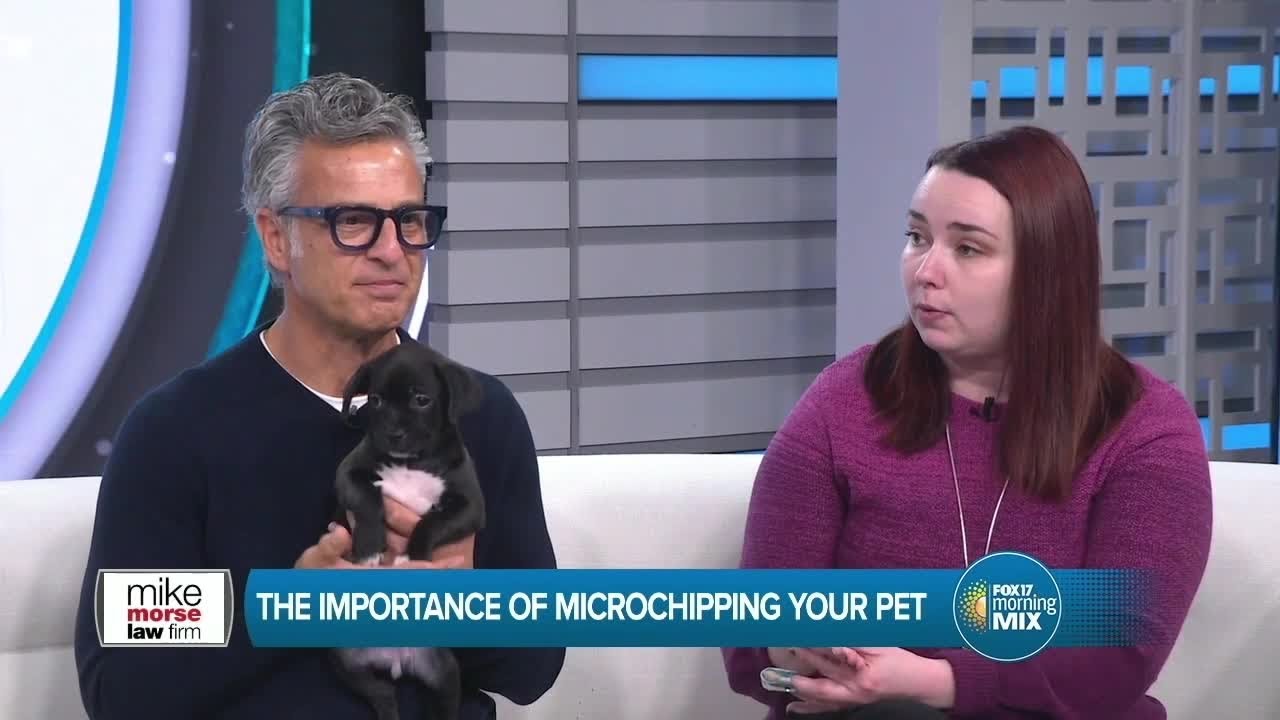 Mike Morse Pet Tips: Microchipping (sponsored)