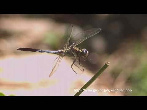 シオカラトンボの止まり方