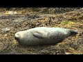 Nat Geo Wild WILD SCOTLAND THE WESTERN ISLES National Geographic Animal