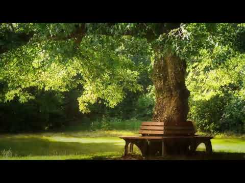 Beautiful Relaxing Music: Pachelbel - Forest Garden