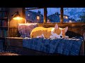 The Relaxing Corgi In The Rain ️ Dreamy Lofi Songs For Healing And Deep Rest ️ Lofi Corgi Music
